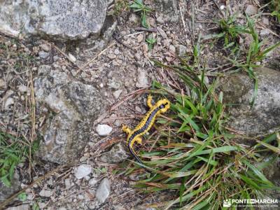 Corazón de Picos de Europa;vacaciones en gredos ventisquero de la condesa hoces del rio riaza las c